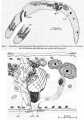 Acoelomorpha (acoelomorphs)