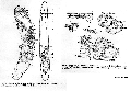 Acoelomorpha (acoelomorphs)