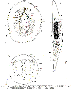 Discoprosthides patagoniensis