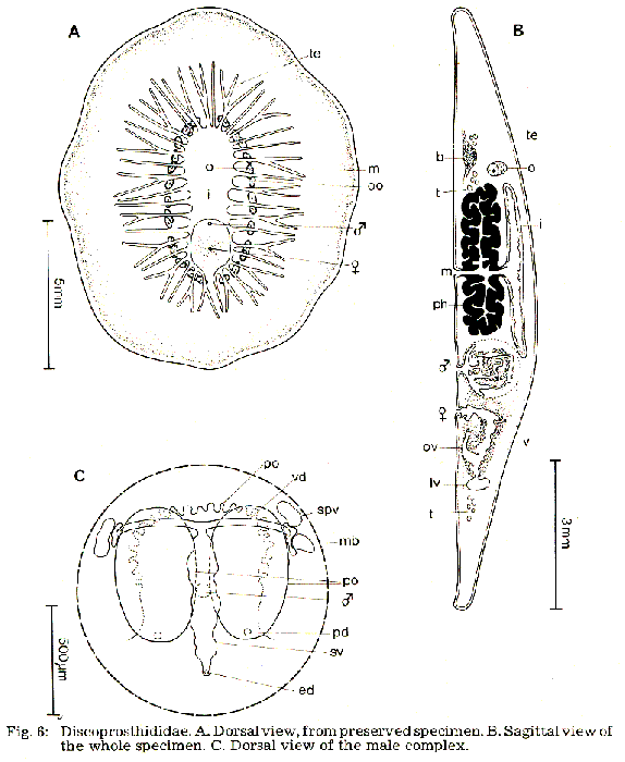 Discoprosthides patagoniensis