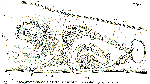 Discoprosthides patagoniensis