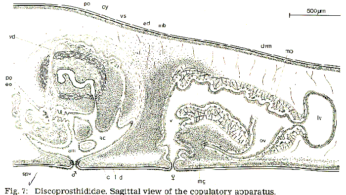 Discoprosthides patagoniensis