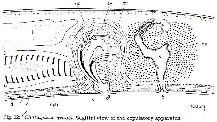 Chatziplana grubei