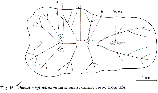 Pseudostylochus mactanensis