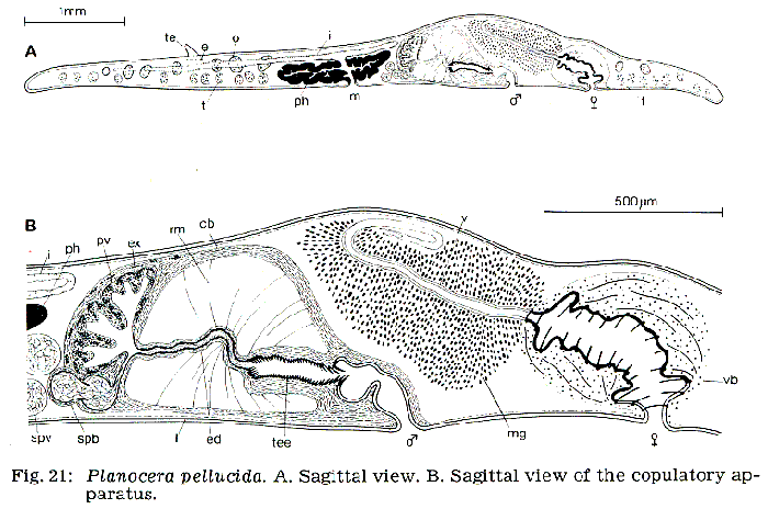 Planocera pellucida