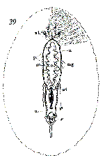 Planocera californica