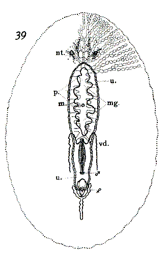 Planocera californica