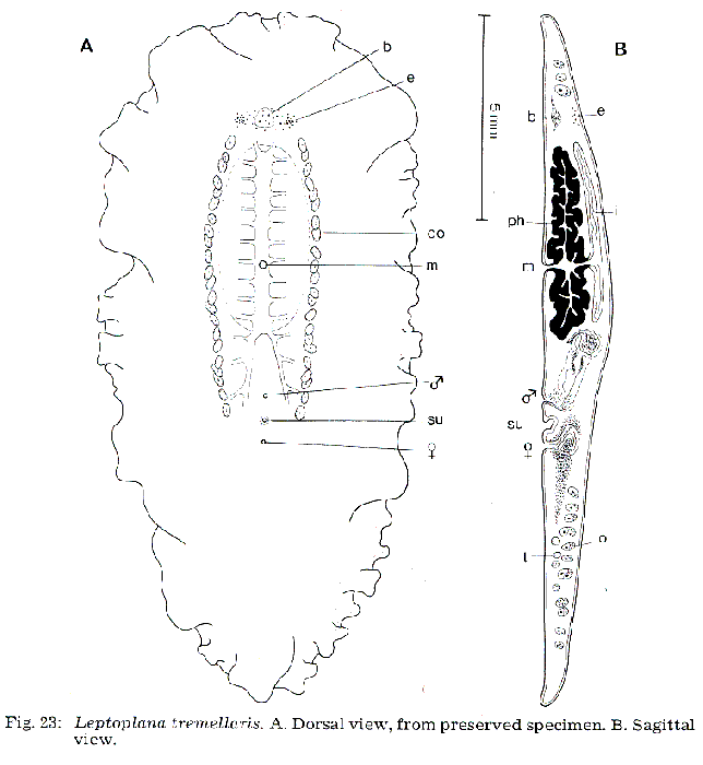 Leptoplana tremellaris