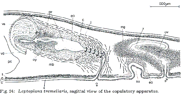 Leptoplana tremellaris