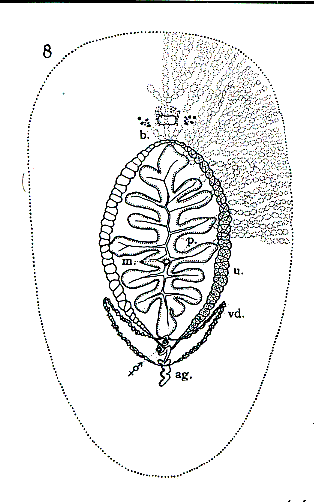 Leptoplana inquieta