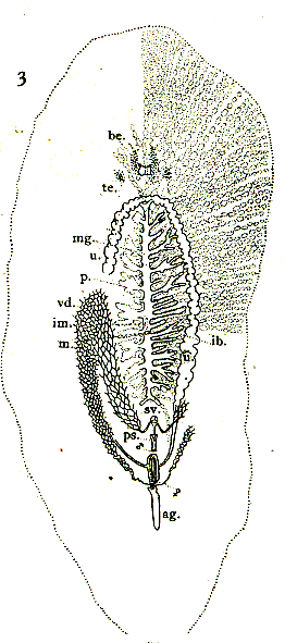 Leptoplana rupicola