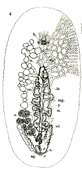 Leptoplana saxicola