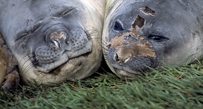 Elephant Seal Elephant Seal