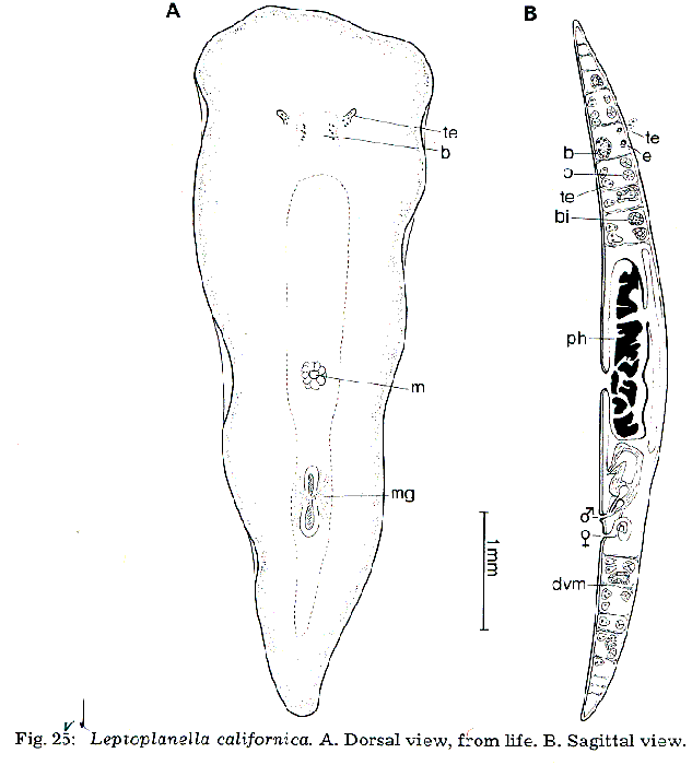 Leptoplanella californica