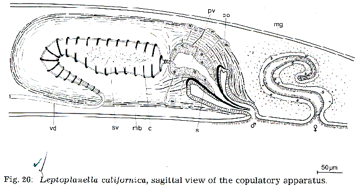 Leptoplanella californica