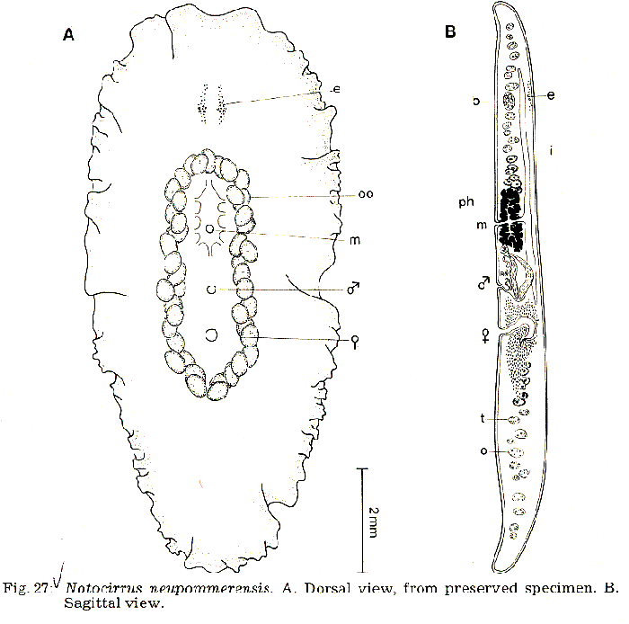 Notocirrus neupommerensis