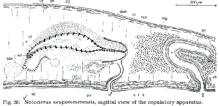 Notocirrus neupommerensis