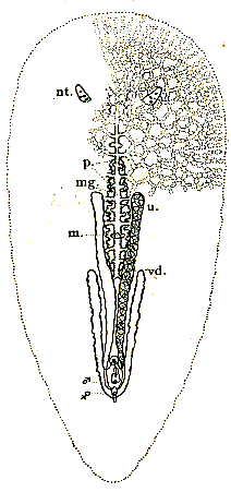 Stylochoplana gracilis