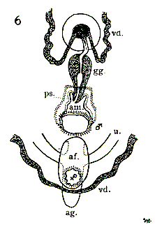 Stylochoplana gracilis