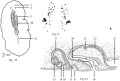 Platyhelminthes (flatworms)