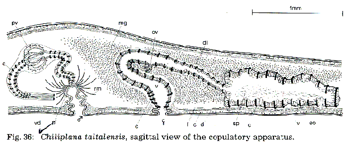 Chiliplana taltalensis