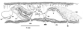 Platyhelminthes (flatworms)