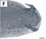 Boninia antillarum