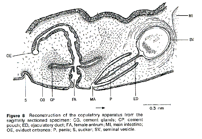 Pericelis hymanae