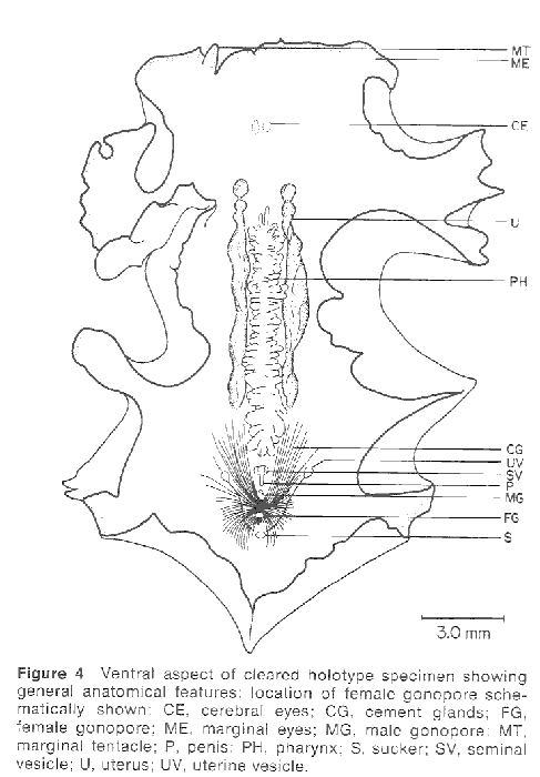 Pericelis hymanae