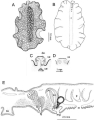 Platyhelminthes (flatworms)