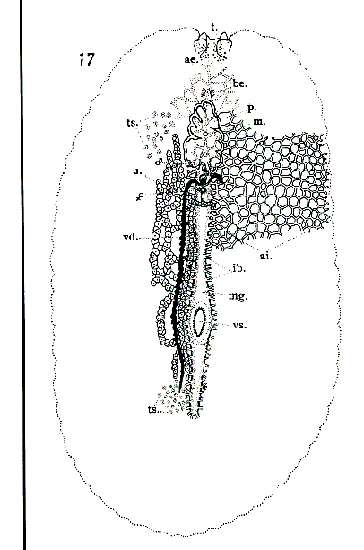 Licheniplana lepida