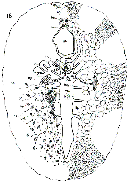 Eurylepta aurantiaca