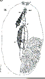 Stylostomum lentum