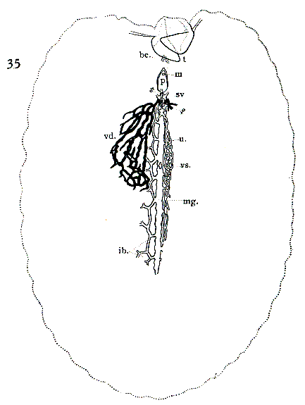 Anciliplana graffi