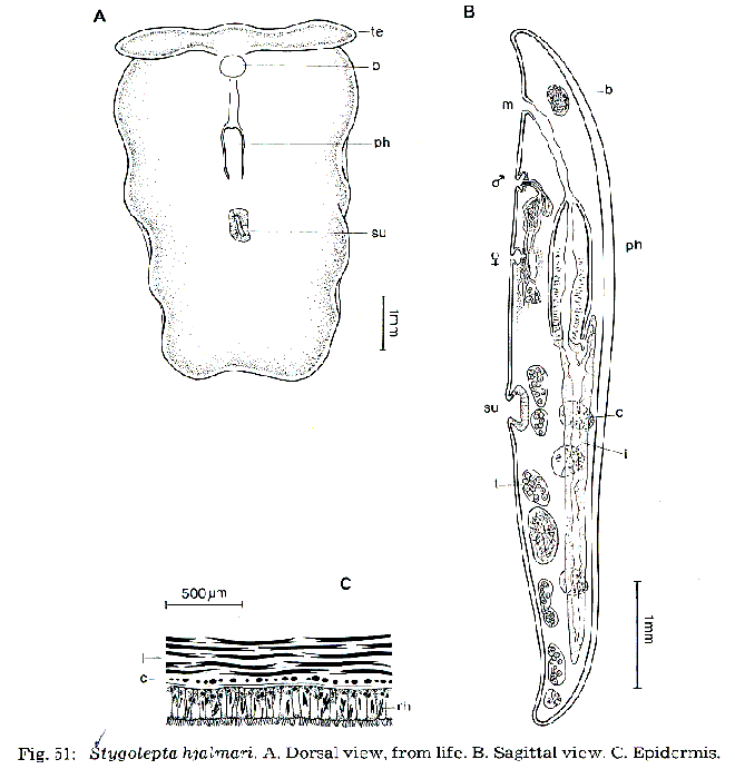 Stygolepta hjalmari