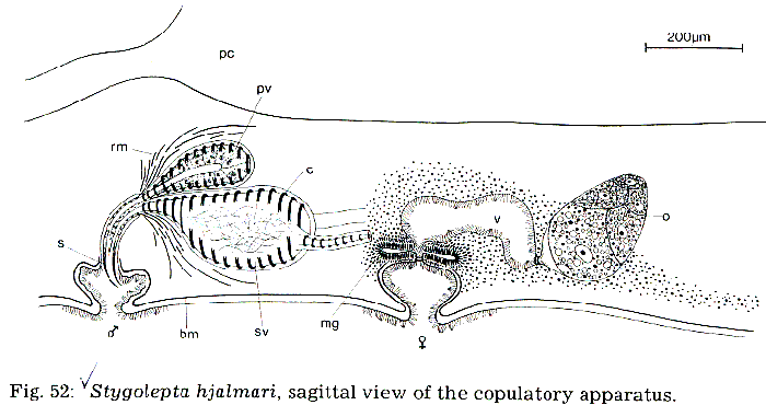 Stygolepta hjalmari