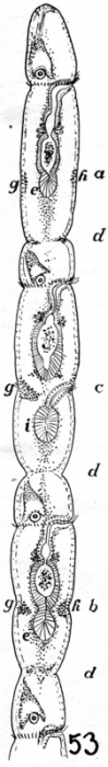 Catenula lemnae