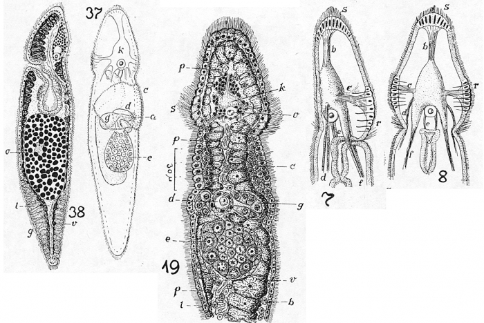 Catenula lemnae