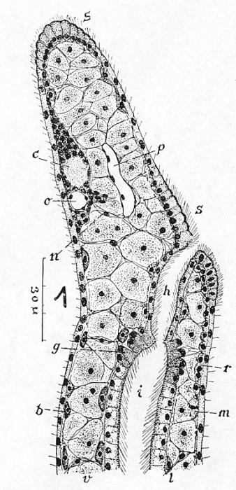 Catenula leuca