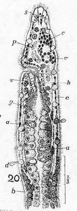Dasyhormus lithophorus