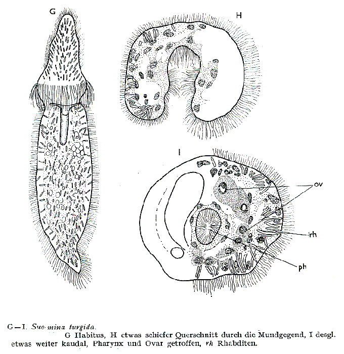 Catenula turgida