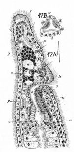 Catenula evelinae