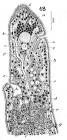 JPG file