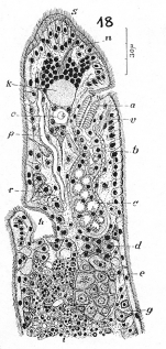 Chordarium evelinae