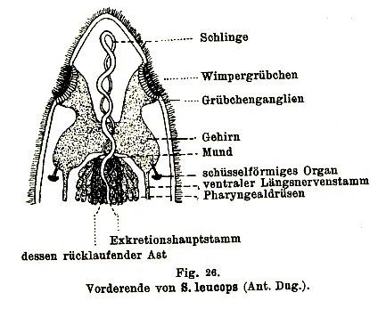 Stenostomum leucops