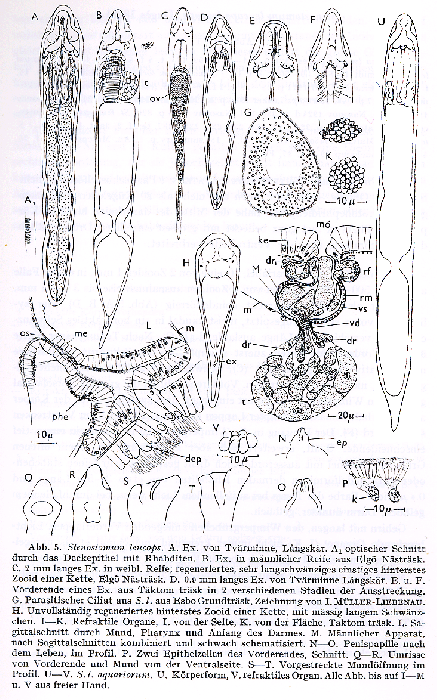 Stenostomum leucops