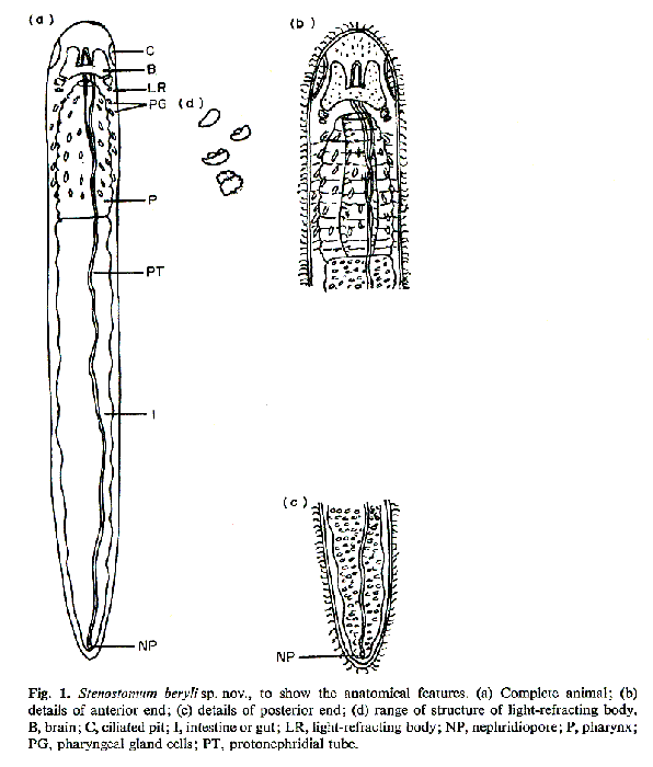 Stenostomum beryli