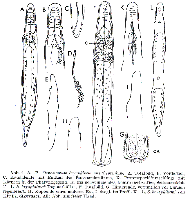 Stenostomum bryophilum