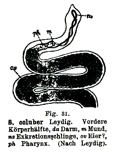 Stenostomum coluber