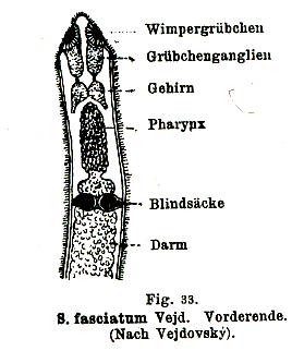 Stenostomum fasciatum